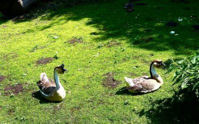 Kita-Ausflug in den Tierpark Gettorf