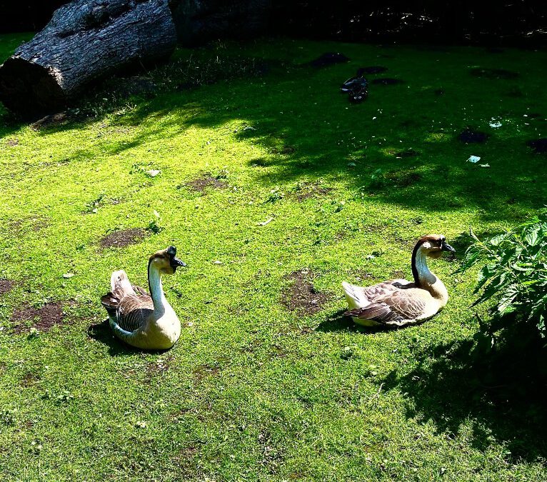 Kita-Ausflug in den Tierpark Gettorf