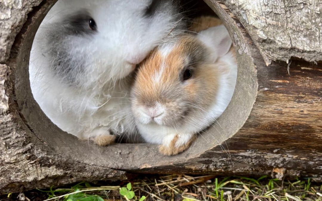 Neues aus Grundschule Stadum *Oktober*